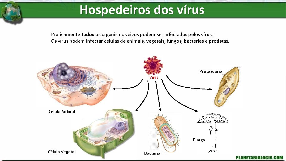 Hospedeiros dos vírus Praticamente todos os organismos vivos podem ser infectados pelos vírus. Os
