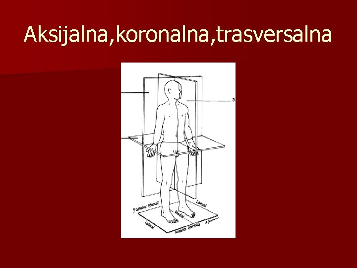 Aksijalna, koronalna, trasversalna 