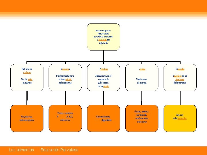 Sustancias que son indispensables para el funcionamiento y desarrollo del organismo Hidratos de carbono