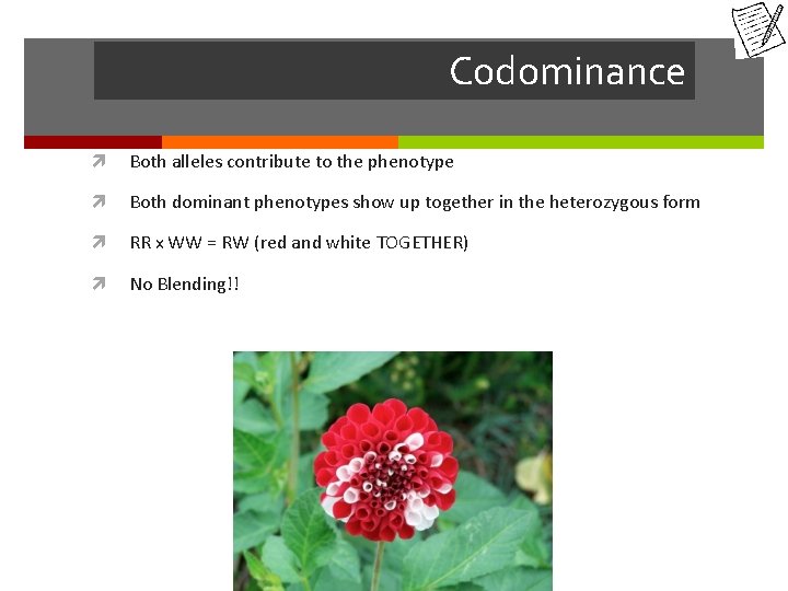 Codominance Both alleles contribute to the phenotype Both dominant phenotypes show up together in