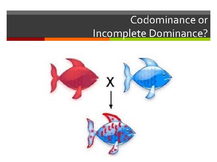 Codominance or Incomplete Dominance? 