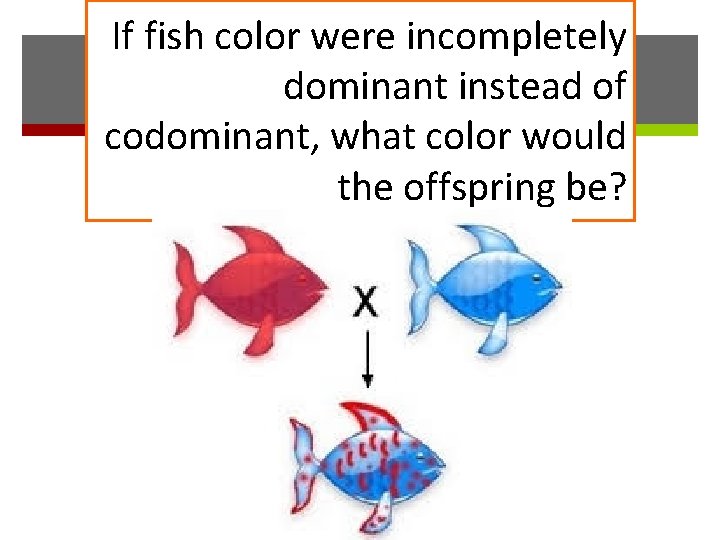 If fish color were incompletely dominant instead of codominant, what color would the offspring