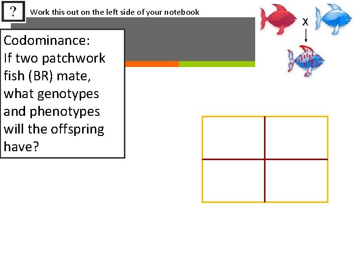 Work this out on the left side of your notebook Codominance: If two patchwork