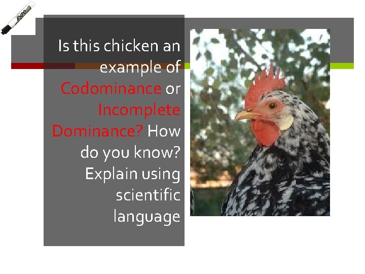 Is this chicken an example of Codominance or Incomplete Dominance? How do you know?