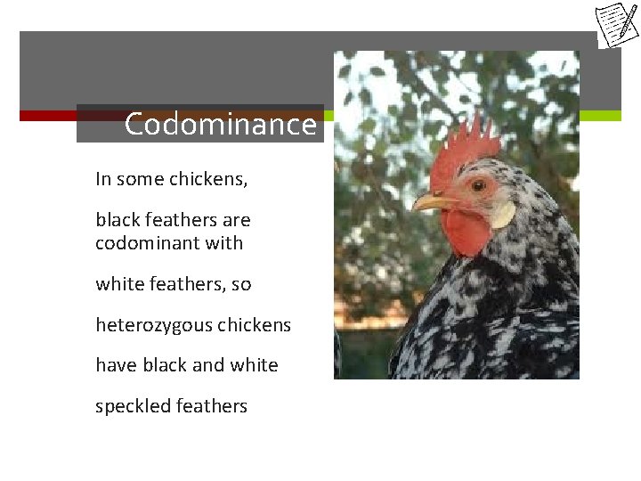 Codominance In some chickens, black feathers are codominant with white feathers, so heterozygous chickens
