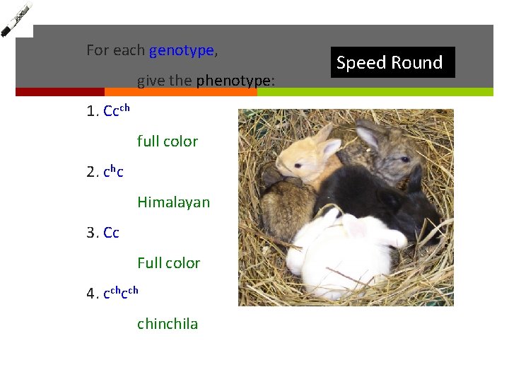 For each genotype, give the phenotype: 1. Ccch full color 2. chc Himalayan 3.