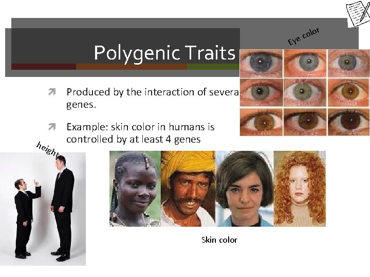 Polygenic Traits Produced by the interaction of several genes. Example: skin color in humans
