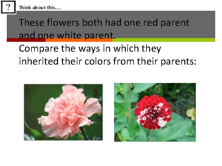 Think about this…. . These flowers both had one red parent and one white