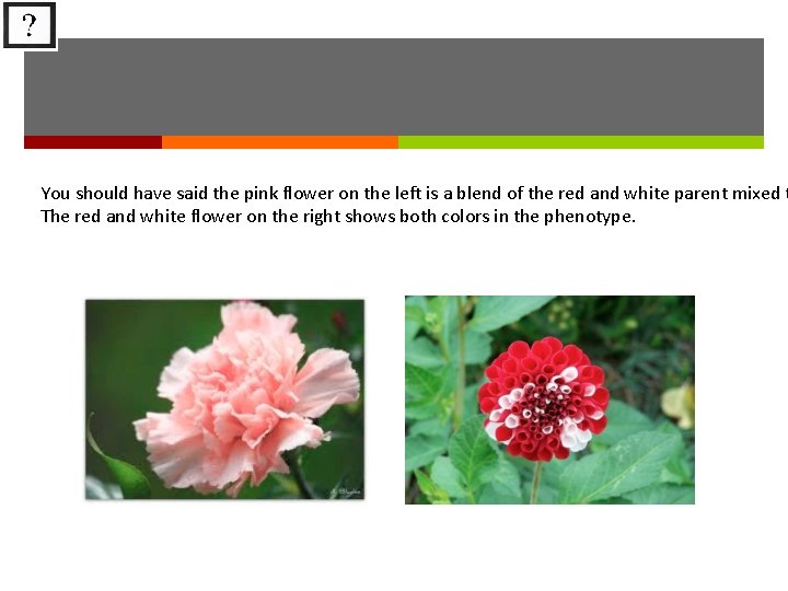 You should have said the pink flower on the left is a blend of