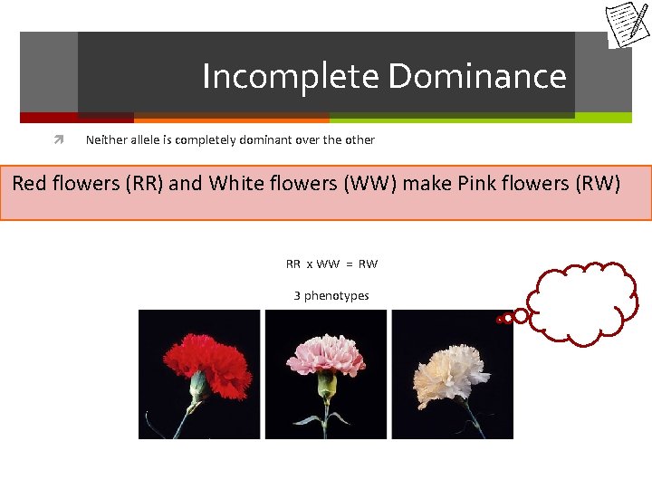Incomplete Dominance Neither allele is completely dominant over the other Example: Red flowers (RR)
