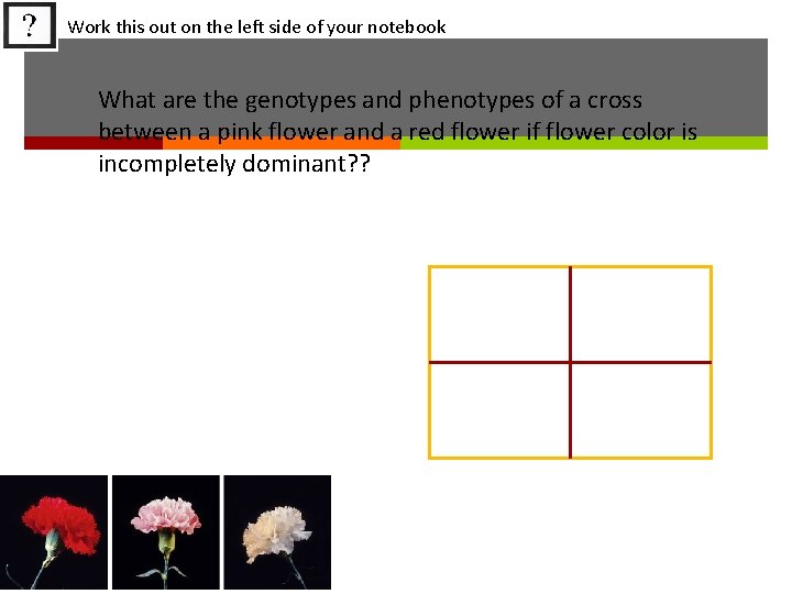 Work this out on the left side of your notebook What are the genotypes