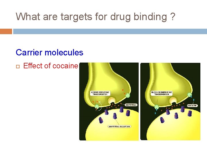 What are targets for drug binding ? Carrier molecules Effect of cocaine 
