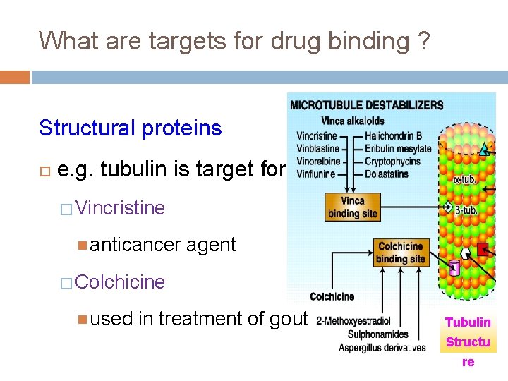 What are targets for drug binding ? Structural proteins e. g. tubulin is target