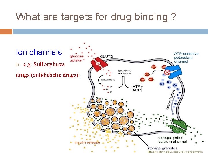 What are targets for drug binding ? Ion channels e. g. Sulfonylurea drugs (antidiabetic