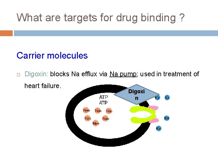 What are targets for drug binding ? Carrier molecules Digoxin: blocks Na efflux via