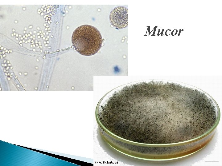 Mucor 