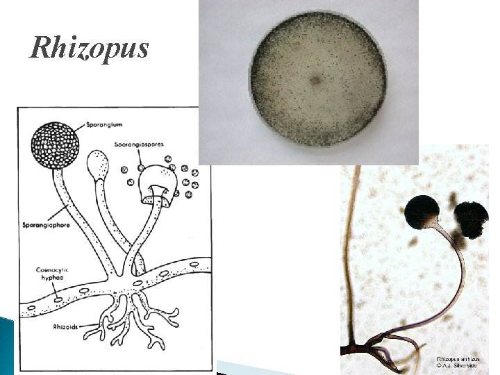 Rhizopus 