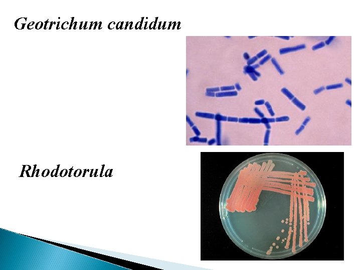 Geotrichum candidum Rhodotorula 