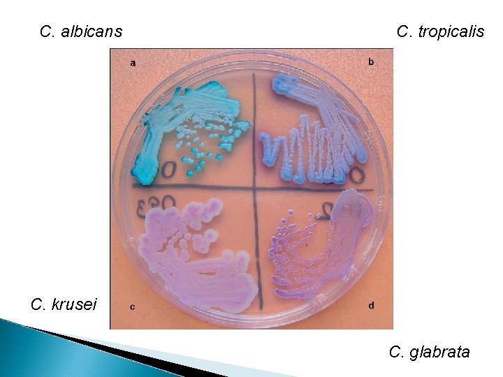 C. albicans C. tropicalis C. krusei C. glabrata 
