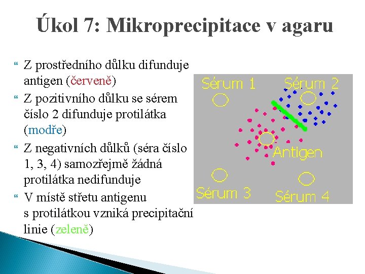 Úkol 7: Mikroprecipitace v agaru Z prostředního důlku difunduje antigen (červeně) Z pozitivního důlku