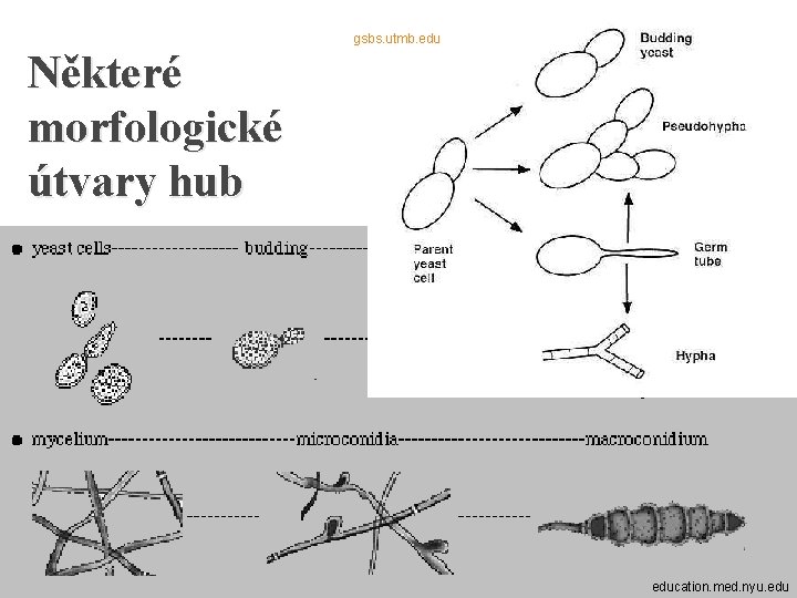 gsbs. utmb. edu Některé morfologické útvary hub education. med. nyu. edu 