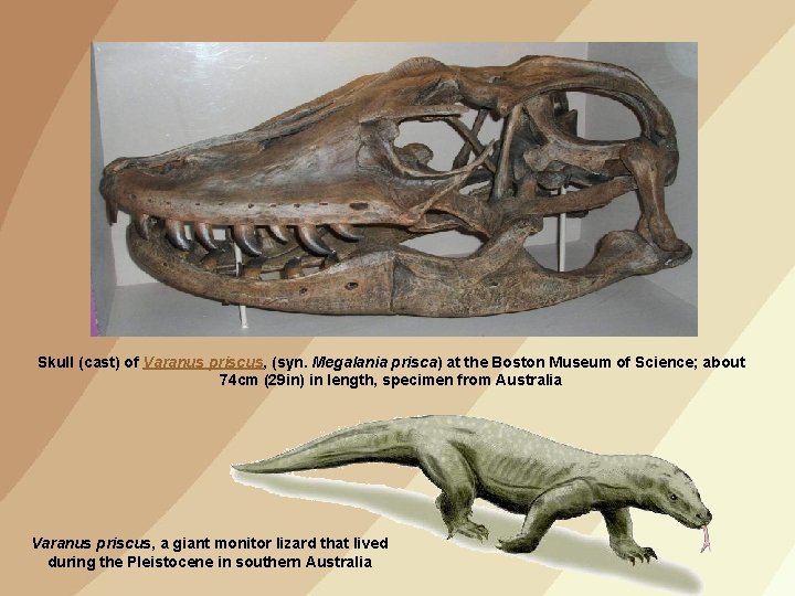 Skull (cast) of Varanus priscus, (syn. Megalania prisca) at the Boston Museum of Science;