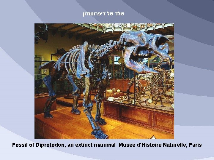  שלד של דיפרוטודון Fossil of Diprotodon, an extinct mammal Musee d'Histoire Naturelle, Paris