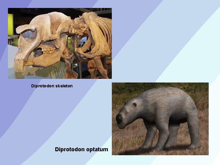 Diprotodon skeleton Diprotodon optatum 