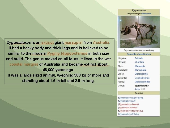 Zygomaturus is an extinct giant marsupial from Australia. It had a heavy body and