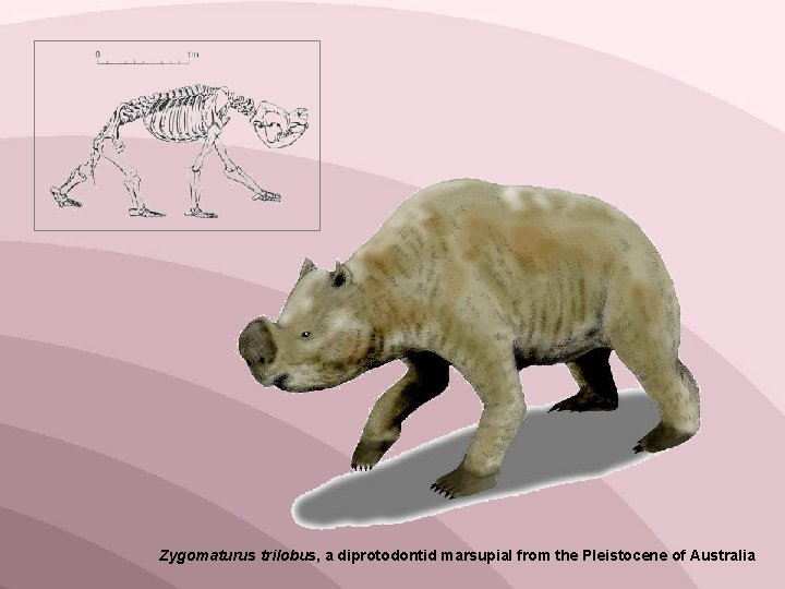 Zygomaturus trilobus, a diprotodontid marsupial from the Pleistocene of Australia 