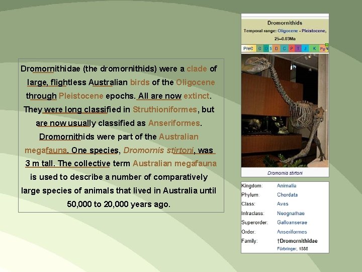 Dromornithidae (the dromornithids) were a clade of large, flightless Australian birds of the Oligocene