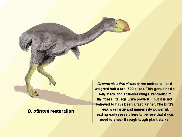 D. stirtoni restoration Dromornis stirtoni was three metres tall and weighed half a ton