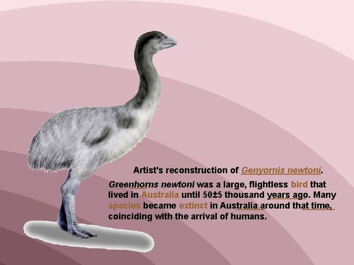 Artist's reconstruction of Genyornis newtoni. Greenhorns newtoni was a large, flightless bird that lived