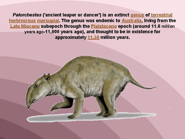Palorchestes ('ancient leaper or dancer') is an extinct genus of terrestrial herbivorous marsupial. The