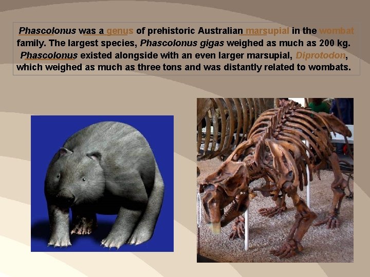 Phascolonus was a genus of prehistoric Australian marsupial in the wombat family. The largest