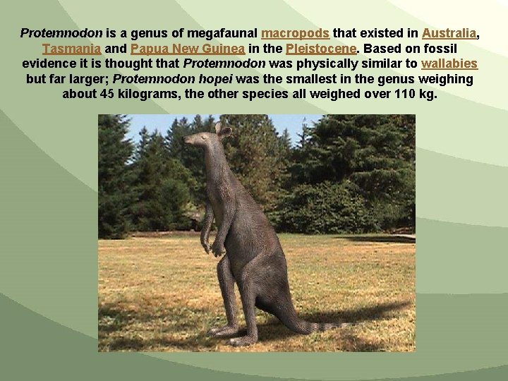 Protemnodon is a genus of megafaunal macropods that existed in Australia, Tasmania and Papua
