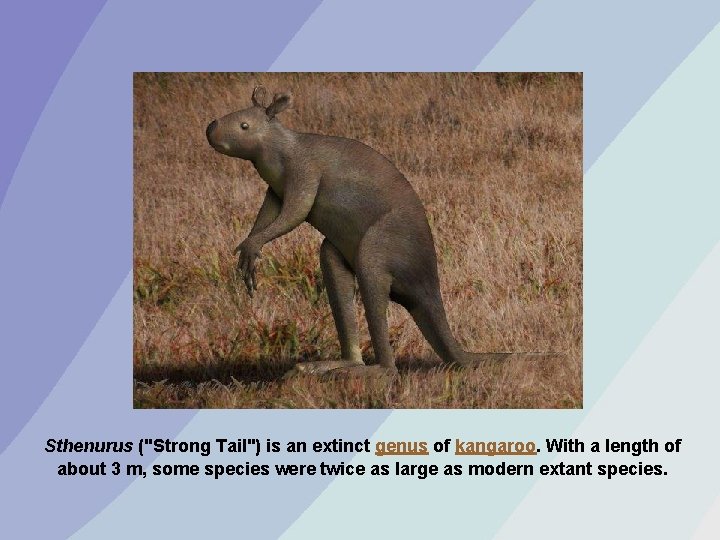 Sthenurus ("Strong Tail") is an extinct genus of kangaroo. With a length of about