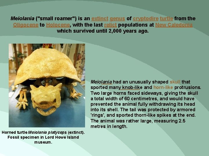 Meiolania ("small roamer") is an extinct genus of cryptodire turtle from the Oligocene to