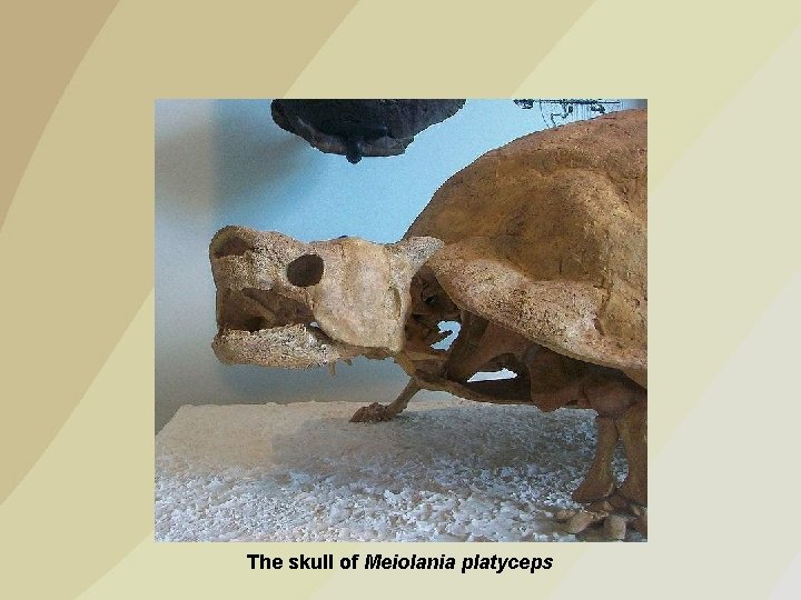 The skull of Meiolania platyceps 