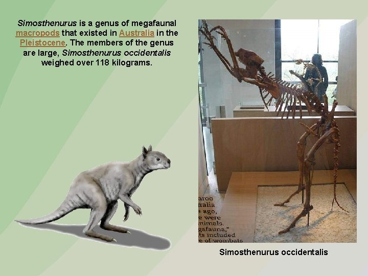 Simosthenurus is a genus of megafaunal macropods that existed in Australia in the Pleistocene.