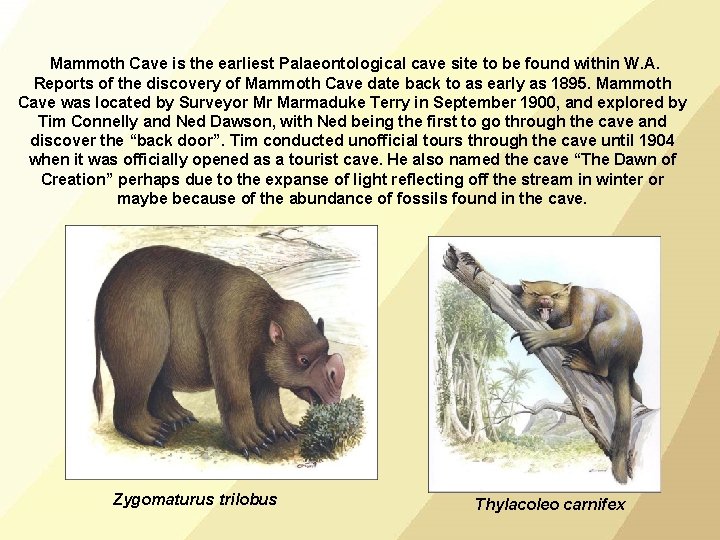 Mammoth Cave is the earliest Palaeontological cave site to be found within W. A.