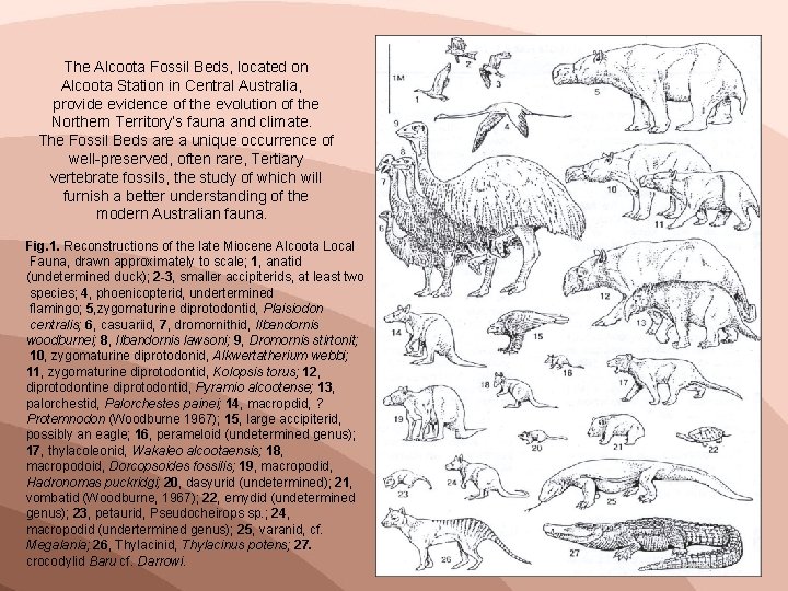 The Alcoota Fossil Beds, located on Alcoota Station in Central Australia, provide evidence of