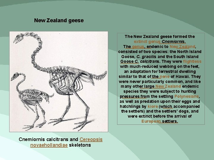 New Zealand geese The New Zealand geese formed the extinct genus Cnemiornis. The genus,