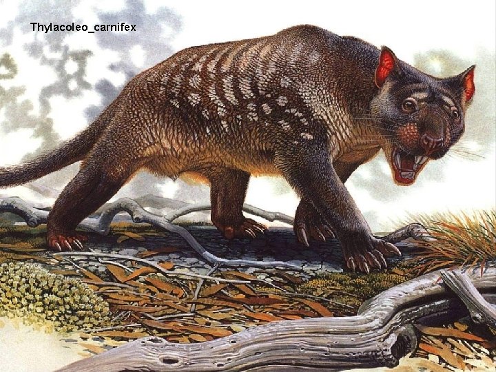 Thylacoleo_carnifex 