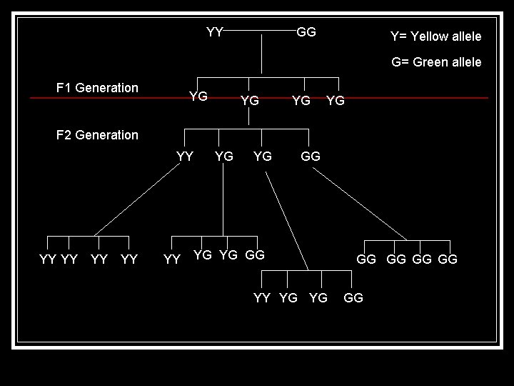 YY GG Y= Yellow allele G= Green allele F 1 Generation YG YG F
