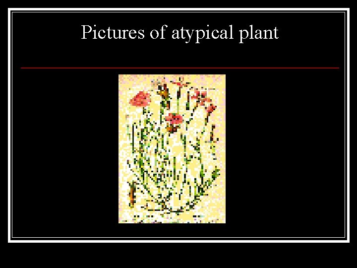 Pictures of atypical plant 