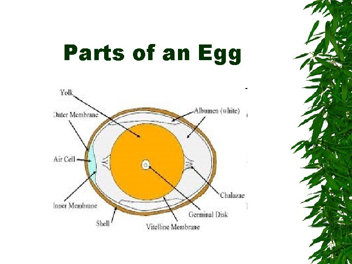 Parts of an Egg 