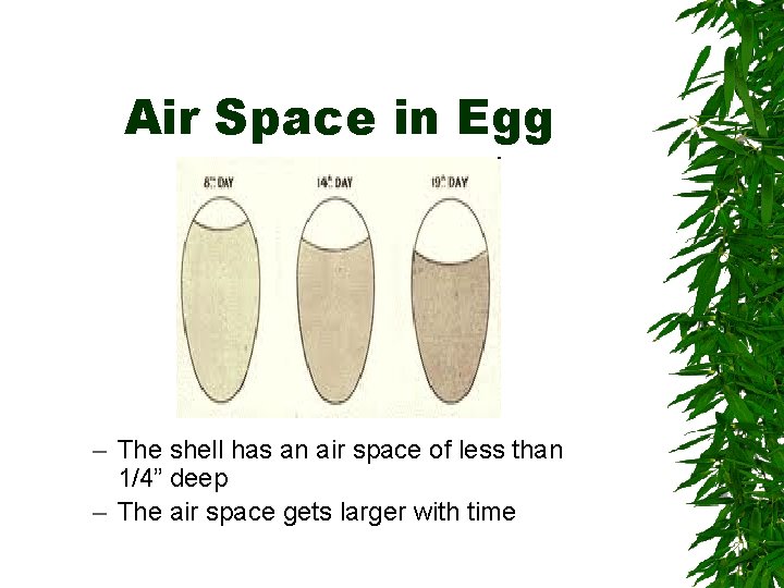 Air Space in Egg – The shell has an air space of less than