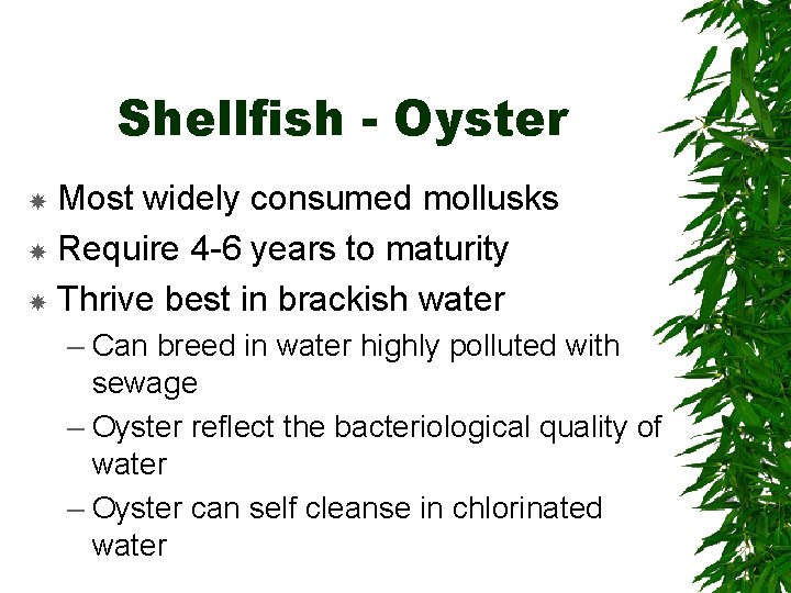 Shellfish - Oyster Most widely consumed mollusks Require 4 -6 years to maturity Thrive