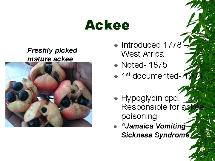 Ackee Freshly picked mature ackee Introduced 1778 – West Africa Noted- 1875 1 st